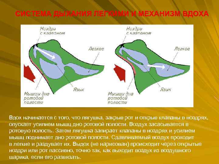СИСТЕМА ДЫХАНИЯ ЛЕГКИМИ И МЕХАНИЗМ ВДОХА Вдох начинается с того, что лягушка, закрыв рот