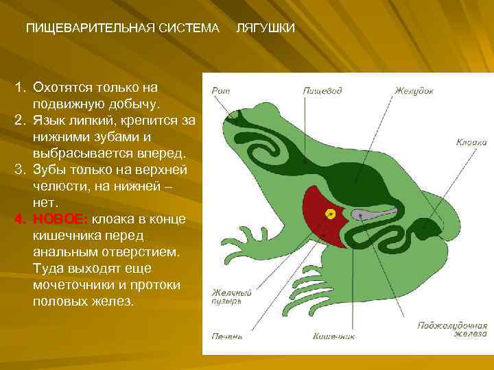 ПИЩЕВАРИТЕЛЬНАЯ СИСТЕМА 1. Охотятся только на подвижную добычу. 2. Язык липкий, крепится за нижними