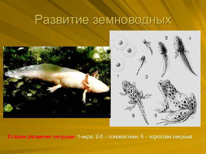 Развитие земноводных Стадии развития лягушки: 1 -икра, 2 -5 – головастики, 6 – взрослая