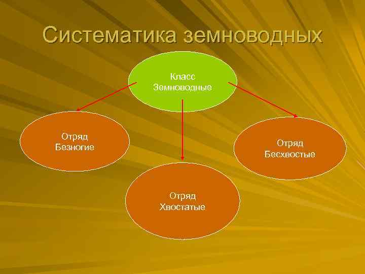 Систематика земноводных Класс Земноводные Отряд Безногие Отряд Бесхвостые Отряд Хвостатые 