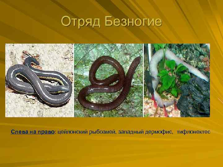 Отряд Безногие Слева на право: цейлонский рыбозмей, западный дермофис, тифлонектес 