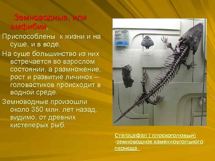  Земноводные, или амфибии, Приспособлены к жизни и на суше, и в воде. На