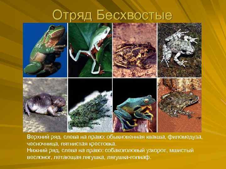 Отряд Бесхвостые Верхний ряд, слева на право: обыкновенная квакша, филомедуза, чесночница, пятнистая крестовка. Нижний