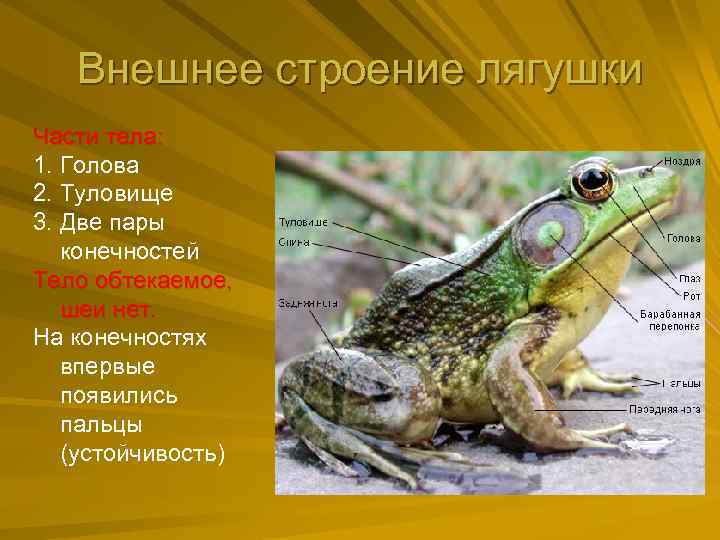 Внешнее строение лягушки Части тела: 1. Голова 2. Туловище 3. Две пары конечностей Тело
