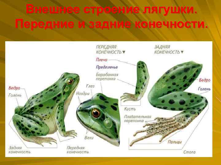 Внешнее строение лягушки. Передние и задние конечности. 