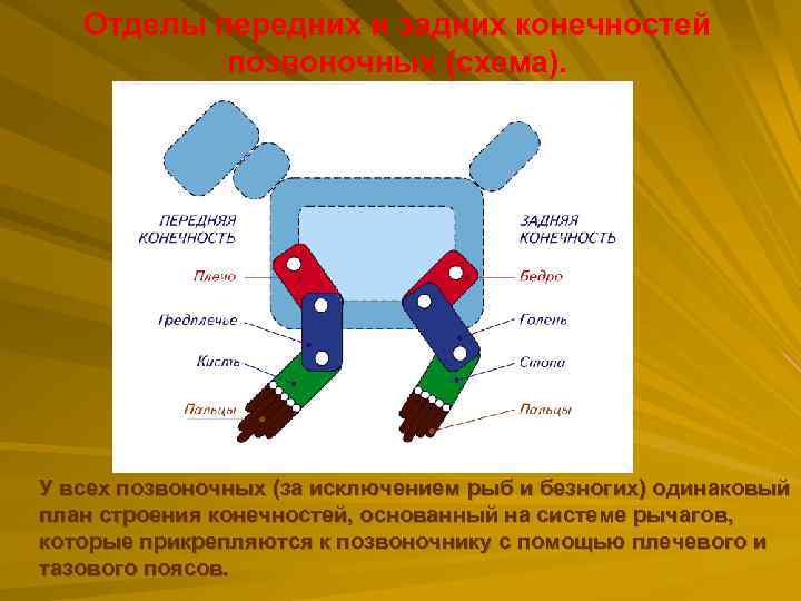 Отделы передних и задних конечностей позвоночных (схема). У всех позвоночных (за исключением рыб и