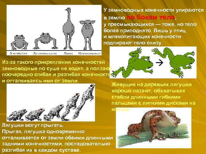 У земноводных конечности упираются в землю по бокам тела; у пресмыкающихся — тоже, но