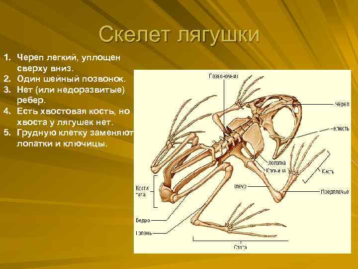 Скелет лягушки 1. Череп легкий, уплощен сверху вниз. 2. Один шейный позвонок. 3. Нет