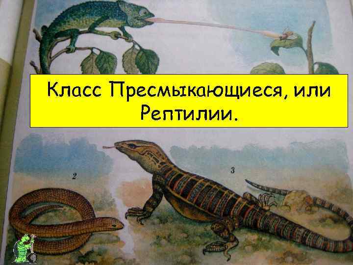 Класс Пресмыкающиеся, или Рептилии. 