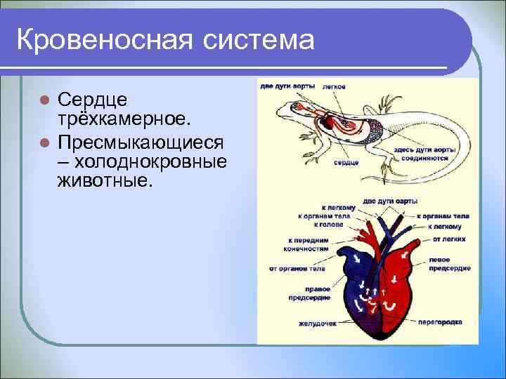 Кровеносная система Сердце трёхкамерное. l Пресмыкающиеся – холоднокровные животные. l 