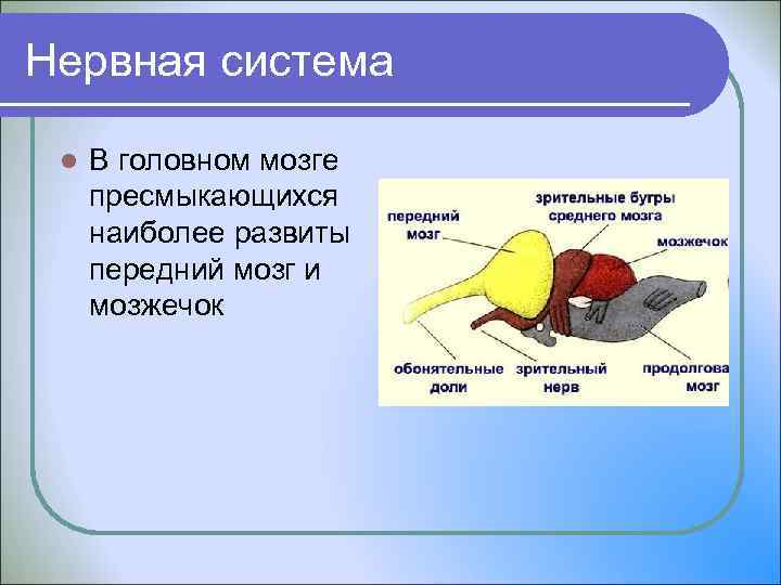 Нервная система l В головном мозге пресмыкающихся наиболее развиты передний мозг и мозжечок 
