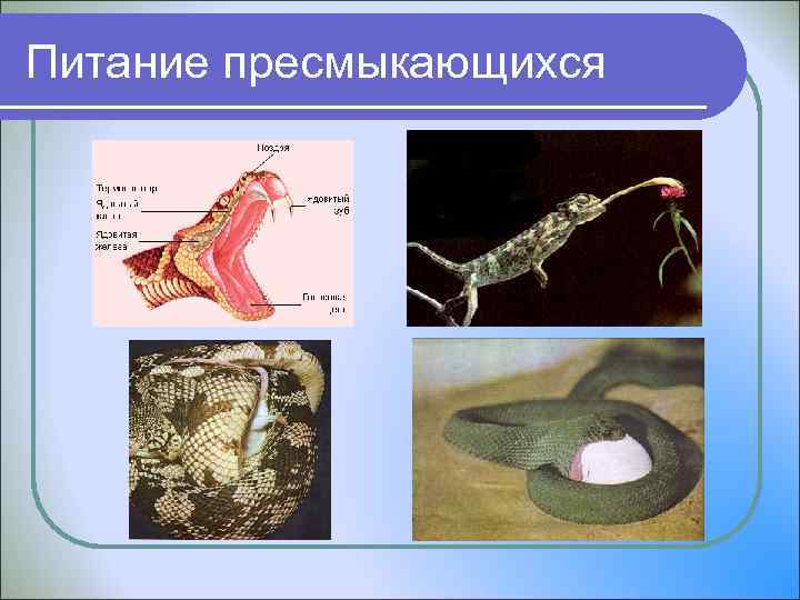 Питание пресмыкающихся 