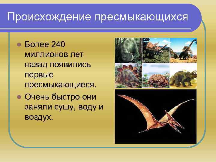 Происхождение пресмыкающихся Более 240 миллионов лет назад появились первые пресмыкающиеся. l Очень быстро они