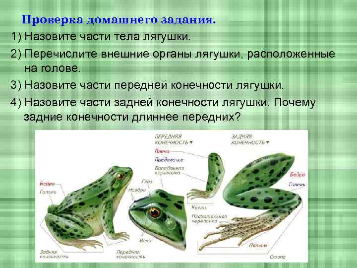 Проверка домашнего задания. 1) Назовите части тела лягушки. 2) Перечислите внешние органы лягушки, расположенные