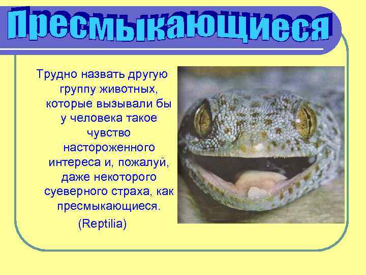 Трудно назвать другую группу животных, которые вызывали бы у человека такое чувство настороженного интереса