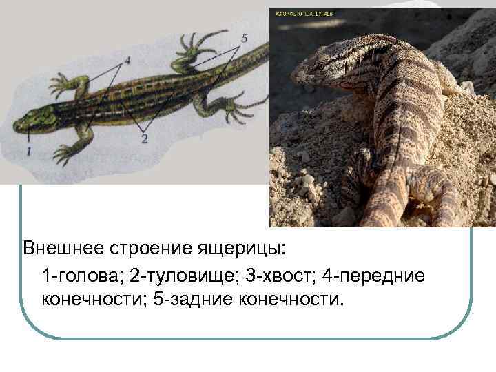 Внешнее строение ящерицы: 1 -голова; 2 -туловище; 3 -хвост; 4 -передние конечности; 5 -задние