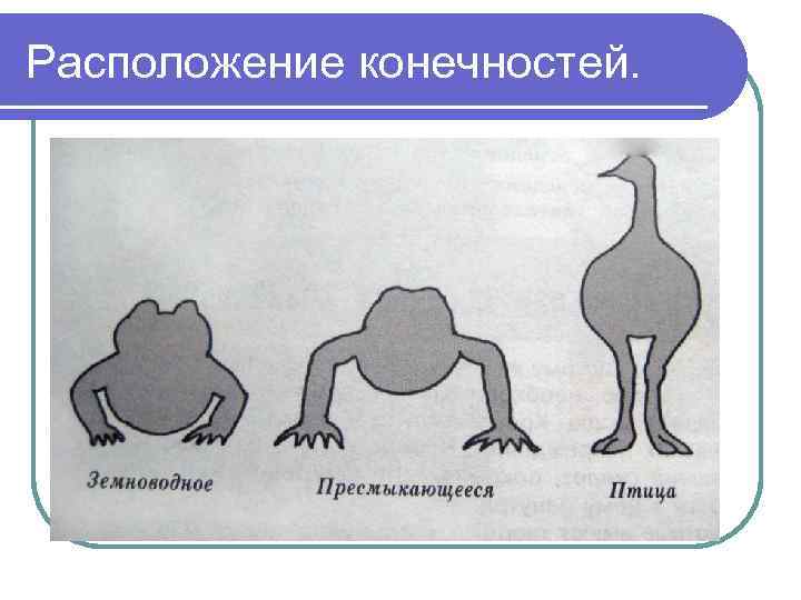 Расположение конечностей. 