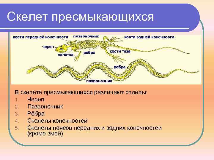 Скелет пресмыкающихся В скелете пресмыкающихся различают отделы: 1. Череп 2. Позвоночник 3. Рёбра 4.