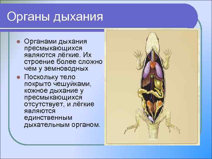 Органы дыхания Органами дыхания пресмыкающихся являются лёгкие. Их строение более сложно чем у земноводных