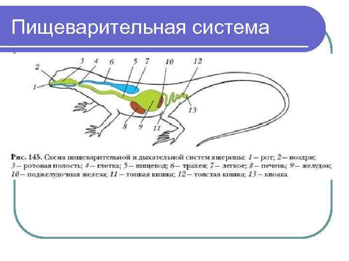 Пищеварительная система 