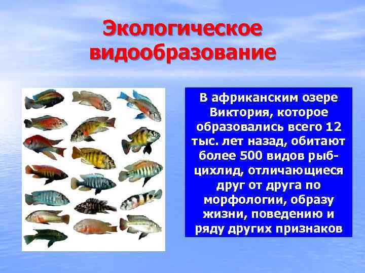 Экологическое видообразование В африканским озере Виктория, которое образовались всего 12 тыс. лет назад, обитают