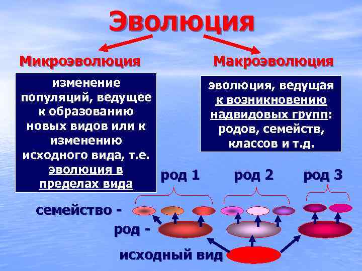 Эволюция Микроэволюция Макроэволюция изменение эволюция, ведущая популяций, ведущее к возникновению к образованию надвидовых групп: