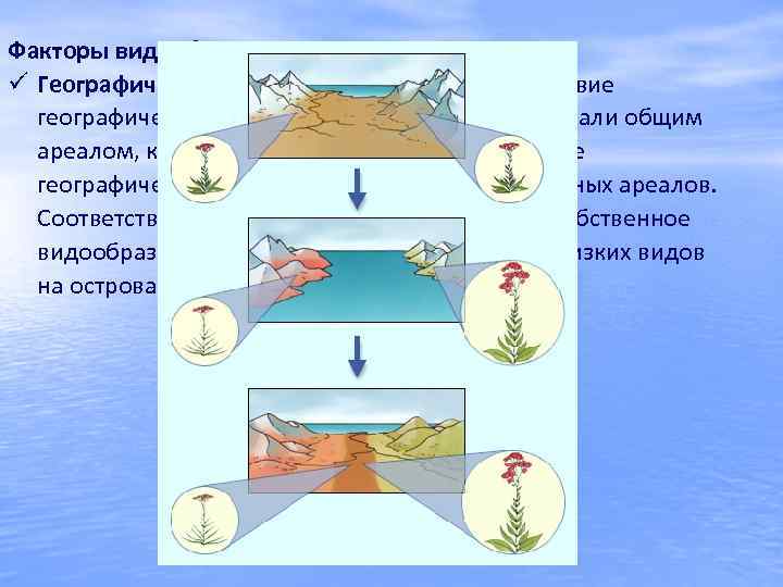 Факторы видообразования: Географическая изоляция - происходит вследствие географической изоляции. Общие предки обладали общим ареалом,