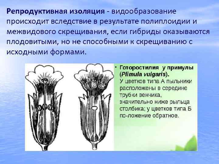 Репродуктивная изоляция - видообразование происходит вследствие в результате полиплоидии и межвидового скрещивания, если гибриды