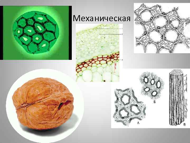 Механическая 