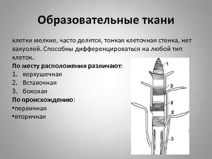 Образовательные ткани клетки мелкие, часто делятся, тонкая клеточная стенка, нет вакуолей. Способны дифференцироваться на