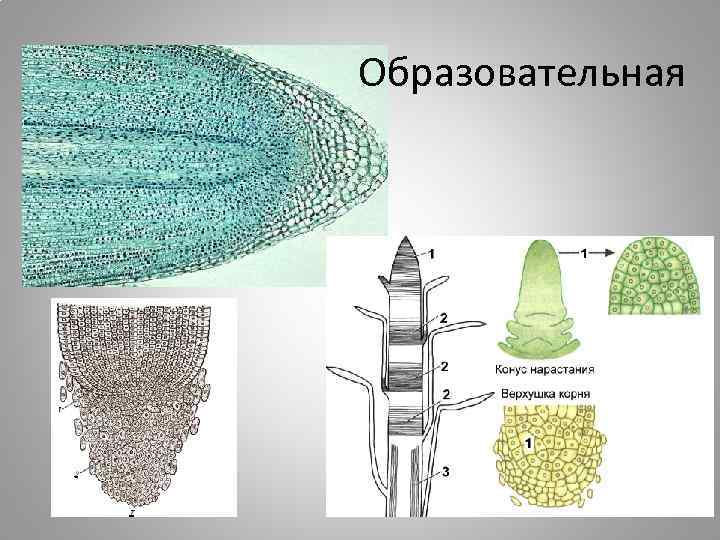 Образовательная 