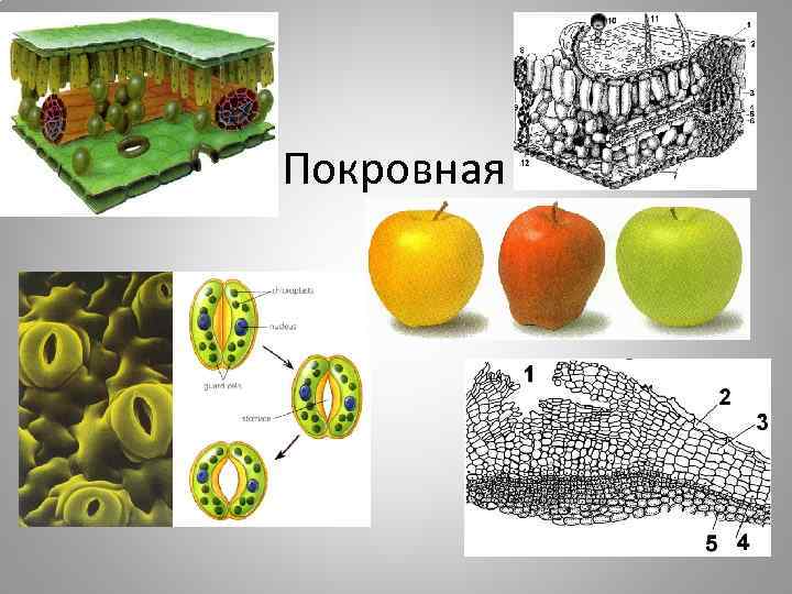 Покровная 