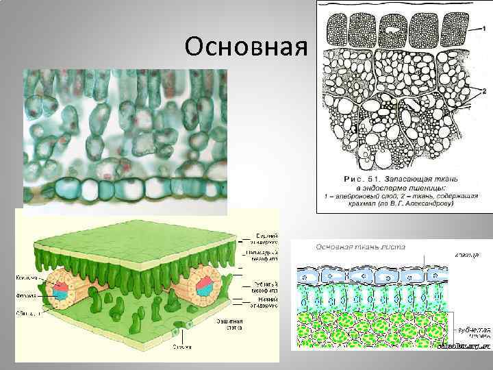 Основная 