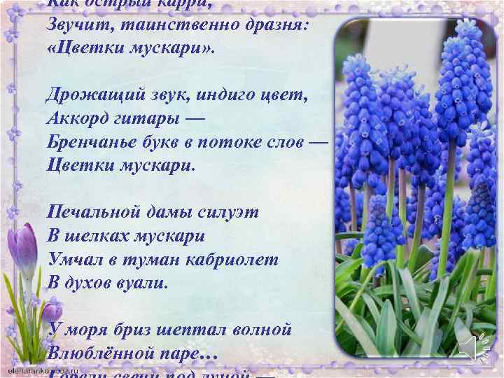 Как острый карри, Звучит, таинственно дразня: «Цветки мускари» . Дрожащий звук, индиго цвет, Аккорд