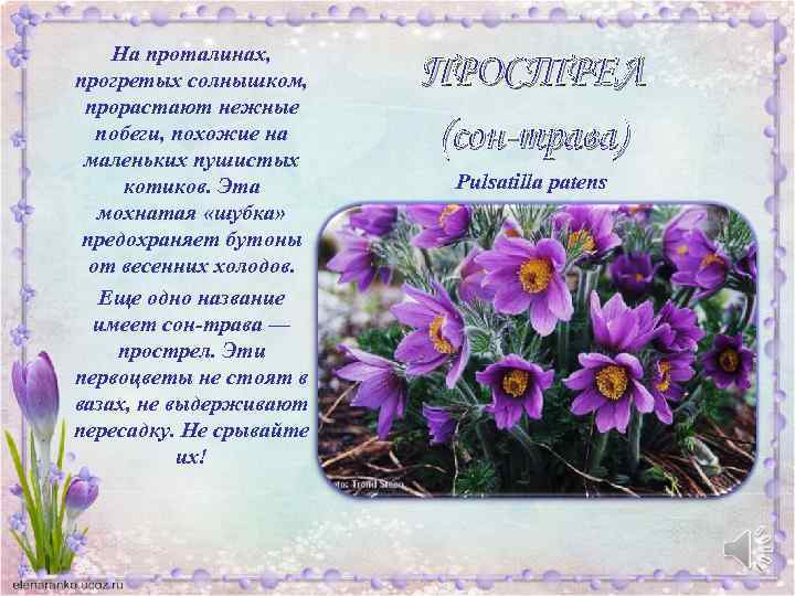 На проталинах, прогретых солнышком, прорастают нежные побеги, похожие на маленьких пушистых котиков. Эта мохнатая