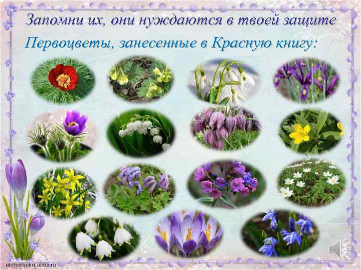 Запомни их, они нуждаются в твоей защите Первоцветы, занесенные в Красную книгу: 