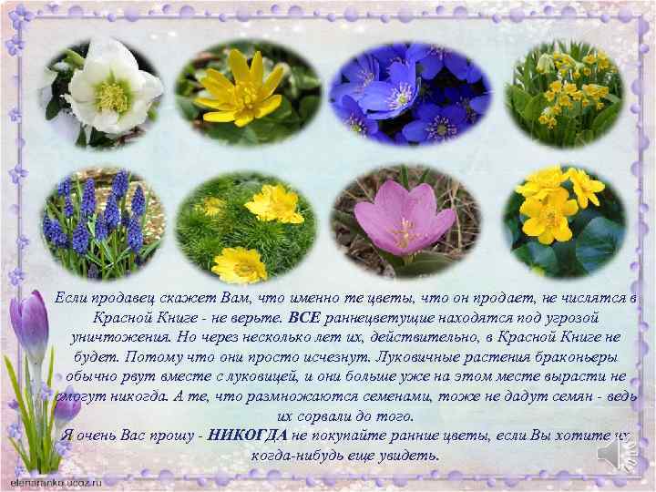 Если продавец скажет Вам, что именно те цветы, что он продает, не числятся в