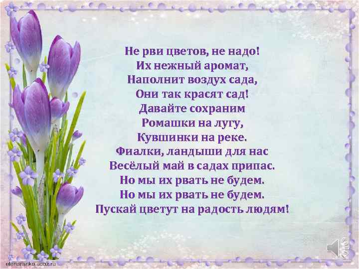 Песни рви цветы