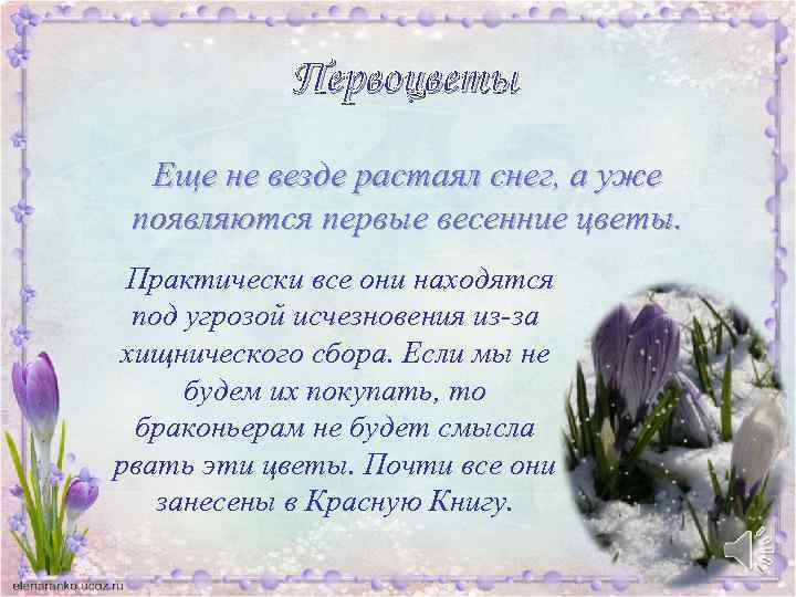 Первоцветы Еще не везде растаял снег, а уже появляются первые весенние цветы. Практически все