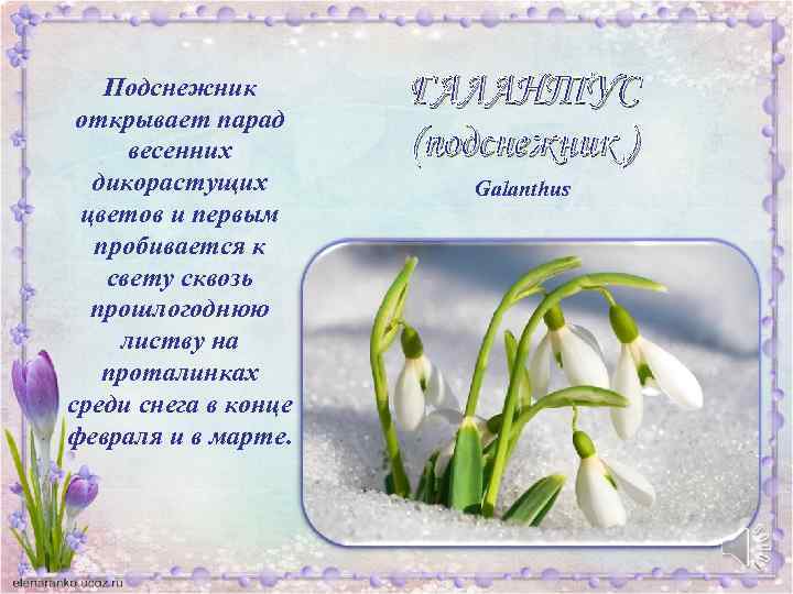 Подснежник открывает парад весенних дикорастущих цветов и первым пробивается к свету сквозь прошлогоднюю листву