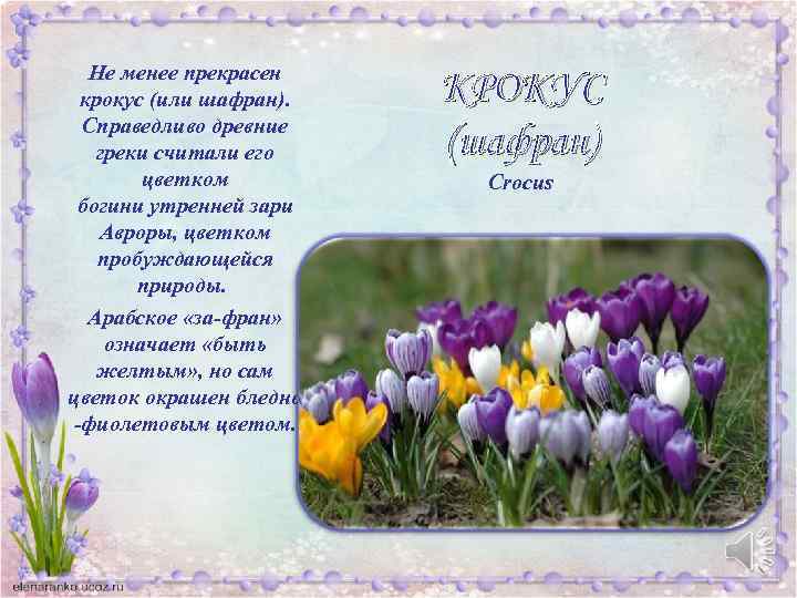 Не менее прекрасен крокус (или шафран). Справедливо древние греки считали его цветком богини утренней