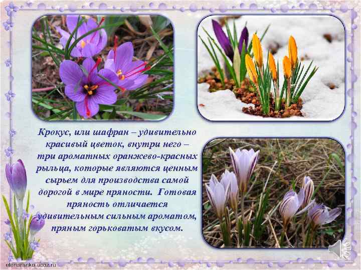 Крокус, или шафран – удивительно красивый цветок, внутри него – три ароматных оранжево-красных рыльца,