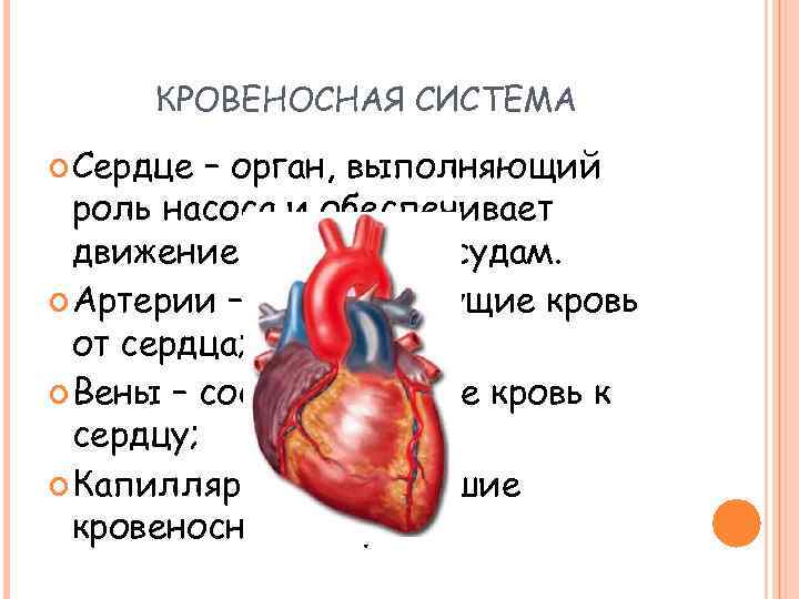 КРОВЕНОСНАЯ СИСТЕМА Сердце – орган, выполняющий роль насоса и обеспечивает движение крови по сосудам.