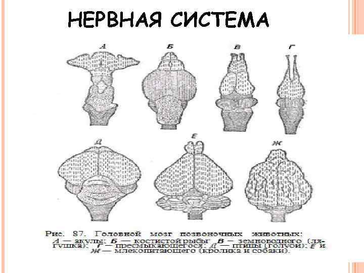 НЕРВНАЯ СИСТЕМА 