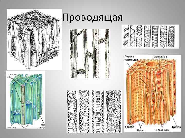 Проводящая 