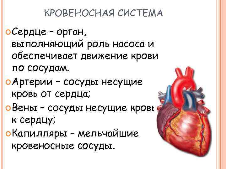 КРОВЕНОСНАЯ СИСТЕМА Сердце – орган, выполняющий роль насоса и обеспечивает движение крови по сосудам.