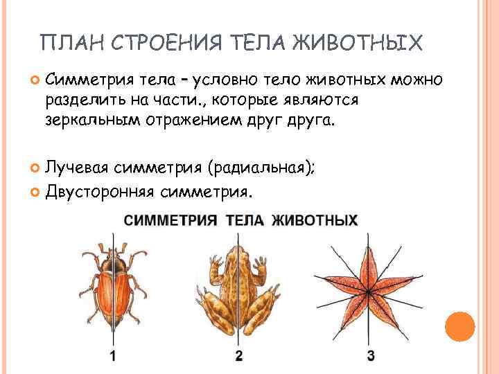 ПЛАН СТРОЕНИЯ ТЕЛА ЖИВОТНЫХ Симметрия тела – условно тело животных можно разделить на части.