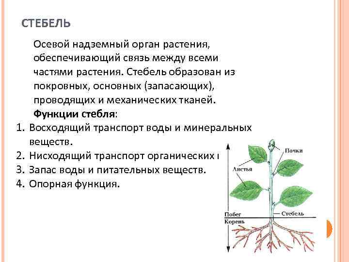 Какой функции стебля