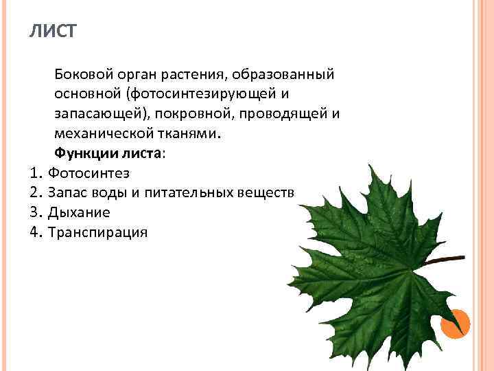 Биология 6 класс функция листьев. Функции листа растения. Основные функции листа растения. Лист функции листа. Функции листьев растений.
