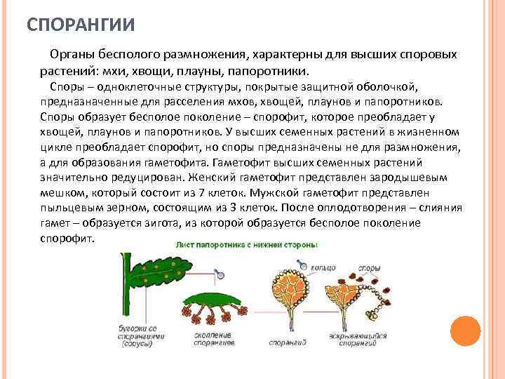 СПОРАНГИИ Органы бесполого размножения, характерны для высших споровых растений: мхи, хвощи, плауны, папоротники. Споры